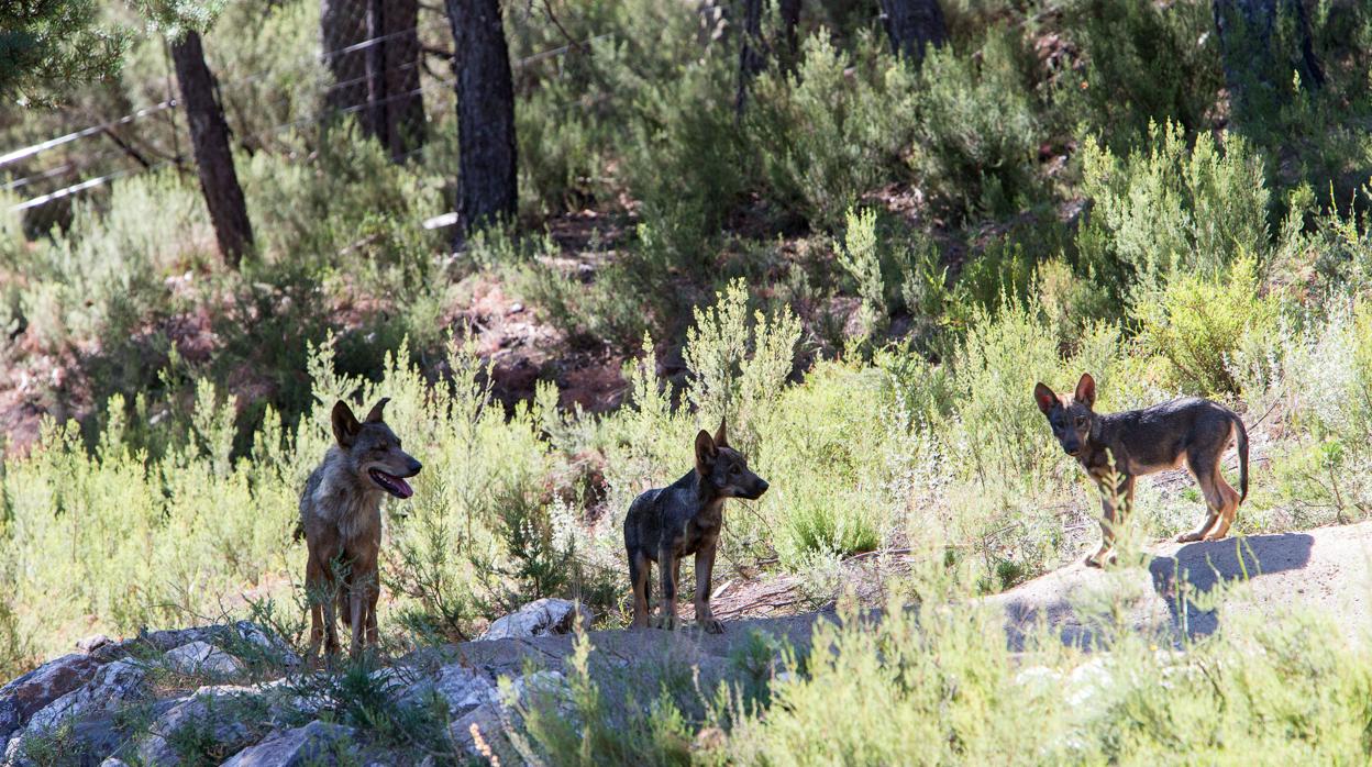 Castilla y León rechaza aumentar la protección de lobo porque «complicaría su adecuada gestión»