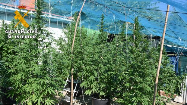 Dos detenidos por gestionar en Argujillo la explotación interior de marihuana más grande de Zamora