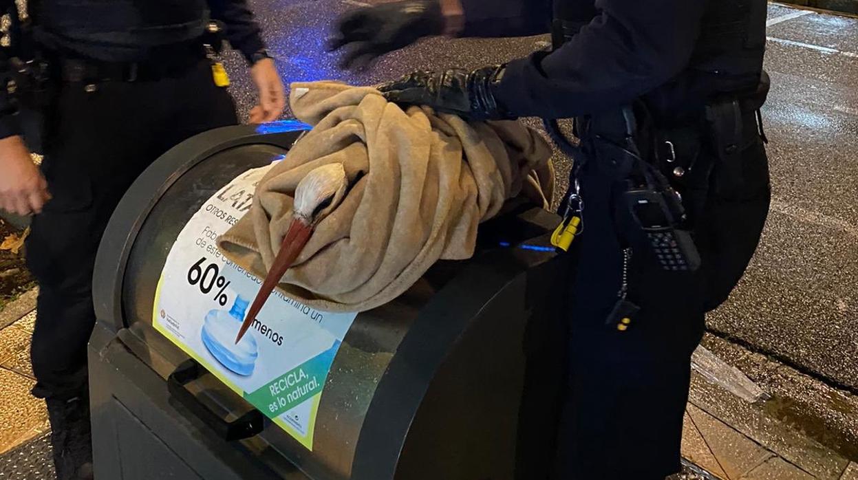 Cigüeña rescatada por la Policía Local de Valladolid