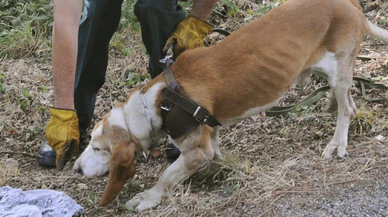 Ha sido un guía canino el que ha dado con el cuerpo