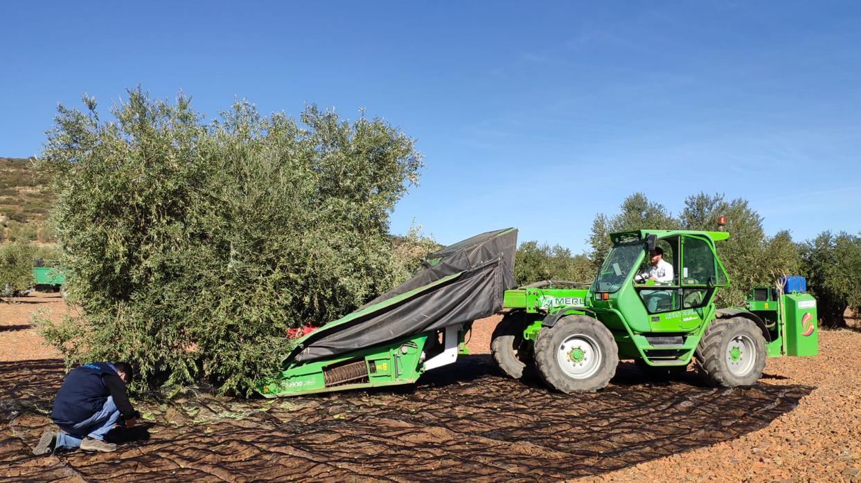 La producción de aceite de oliva en Castilla-La Mancha será el doble que la campaña anterior