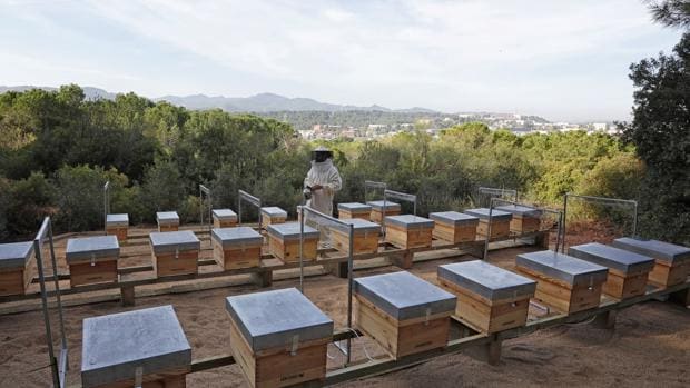 Las abejas viven en el cementerio