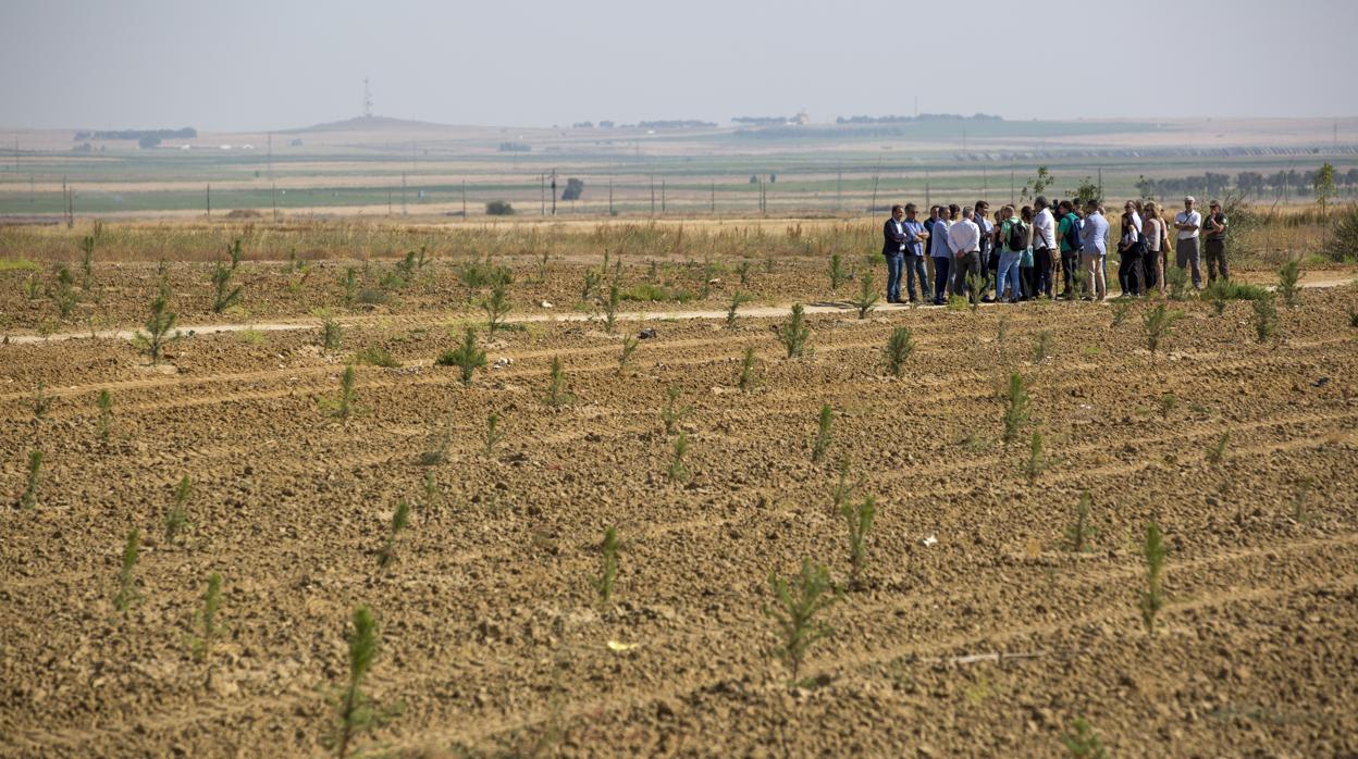 Plantanción de árboles en Ávila en 2018 provomovida por la Junta