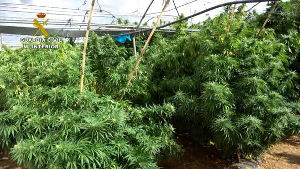 Golpe a la mayor red de marihuana: 52 cultivos que hacían pasar por medicinales con 372.000 plantas