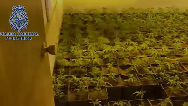 Desmanteladas en Madrid varias plantaciones de marihuana en una nave industrial y en un chalet