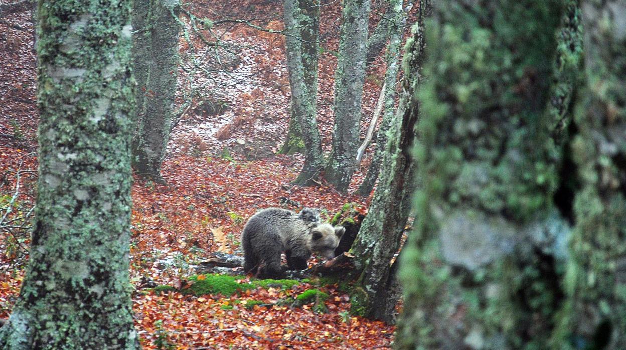 Imagen de archivo de un ejemplar de oso pardo