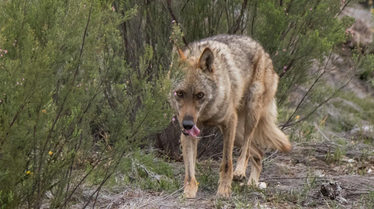 La Audiencia de Ávila revoca la sentencia contra dos cazadores por matar a un lobo porque «no hay pruebas»