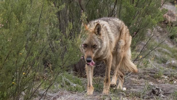 La Audiencia de Ávila revoca la sentencia contra dos cazadores por matar a un lobo porque «no hay pruebas»