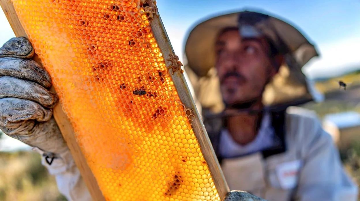 La campaña de la miel de 2021 en Castilla-La Mancha recibirá una ayuda de 800.000 euros