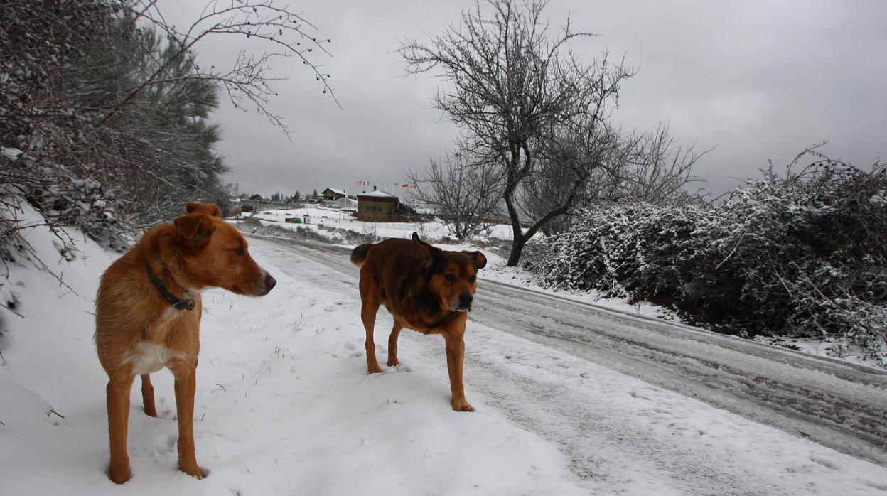 El Bierzo, mejor destino turístico con mascota de España 2020 en los premios «Travelguau»