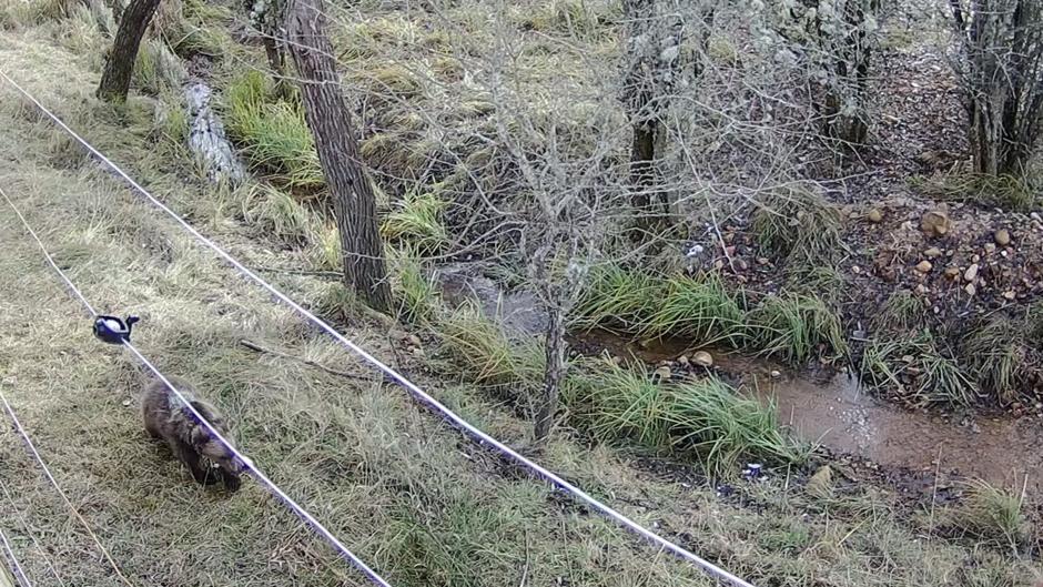 La osezna Endriga avanza hacia su vuelta a casa