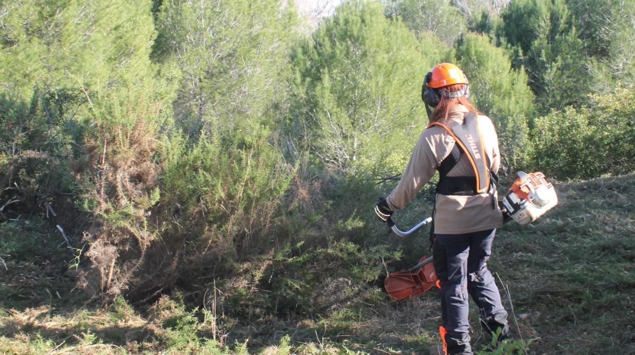 Imagen de los trabajos de gestión forestal en el Parque Natural del Turia