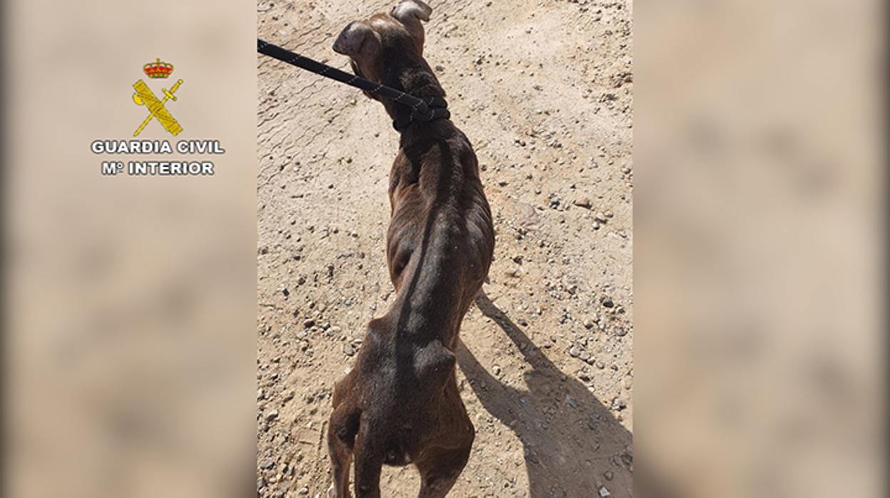 El perro murió días después de ser hallado en un estado deplorable