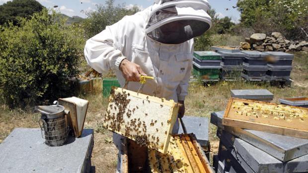 Los apicultores de Albacete prevén un mal 2021, acuciados por la varroa