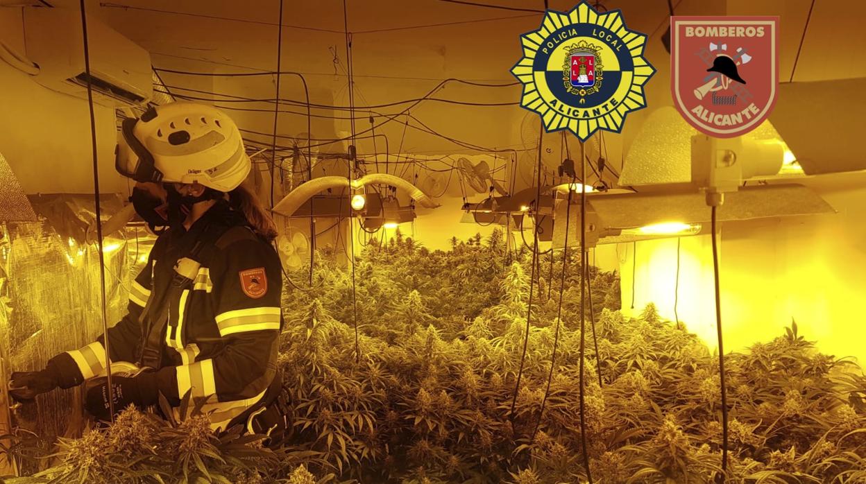 Un bombero inspecciona la plantación de marihuana