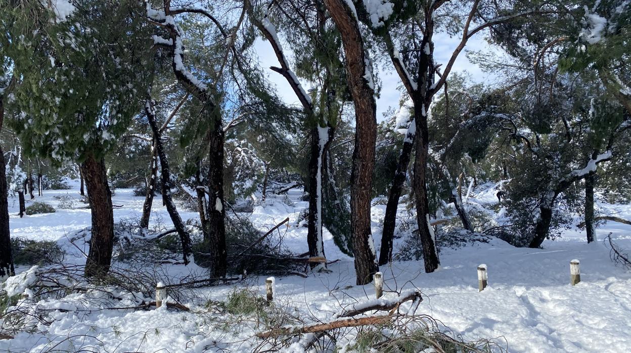 Árboles caídos en un parque de Madrid debido al temporal