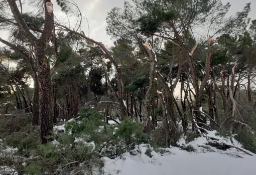 Bosque de pinos arrasados en la carretera del Zoo