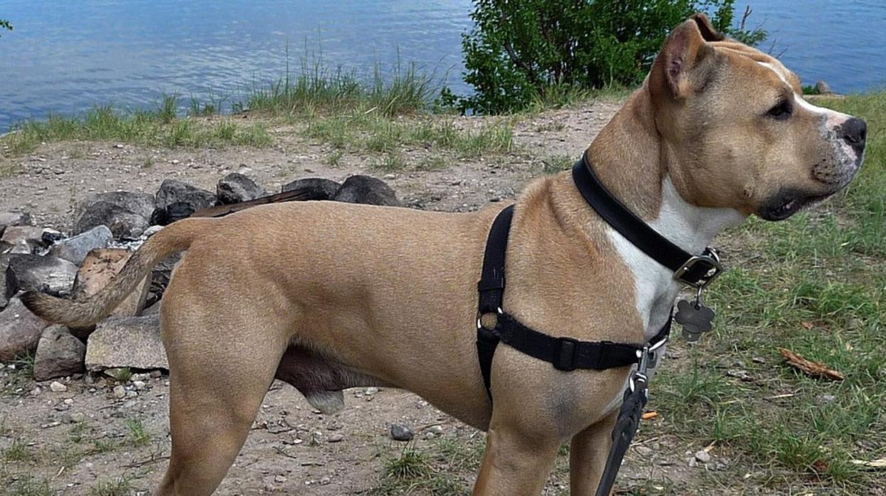 Un perro de raza Staffordshire Terrier, en una imagen de archivo