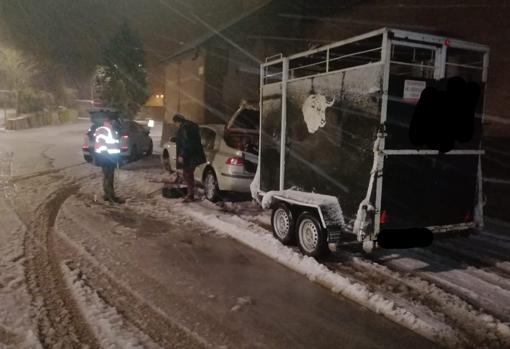 El coche con el remolque que transportaban las dos vacas