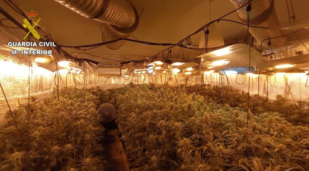 Tres detenidos por cultivar 732 plantas de marihuana en Noez