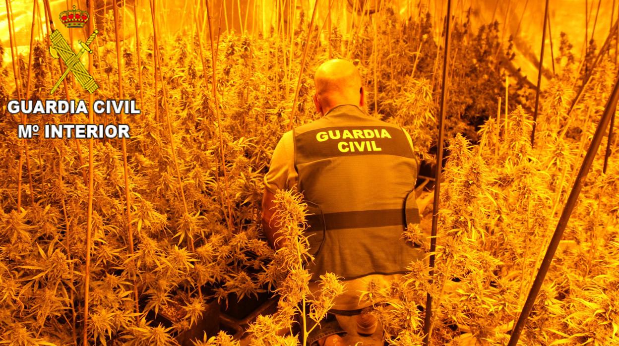 Imagen de una de las plantaciones de marihuana desmanteladas