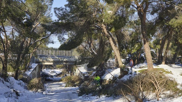 Nueva alerta en Madrid: rachas de viento de hasta 85 kilómetros/hora y peligro por caída de árboles