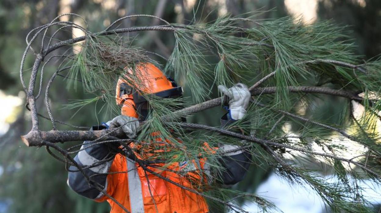 Ingenieros forestales han previsto el desprendimiento de ramas debido a las rachas de viento