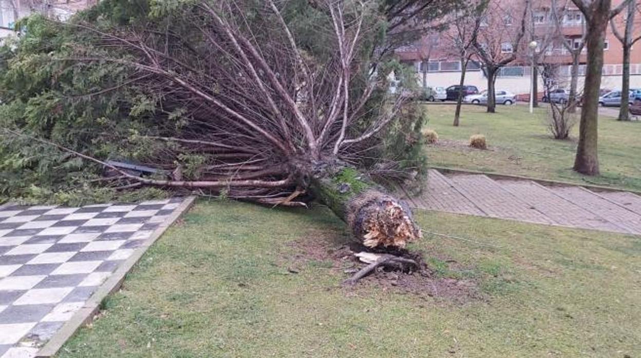 Las rachas de viento de hasta 64 km/h en Cuenca provocan caída de arboles y vallados