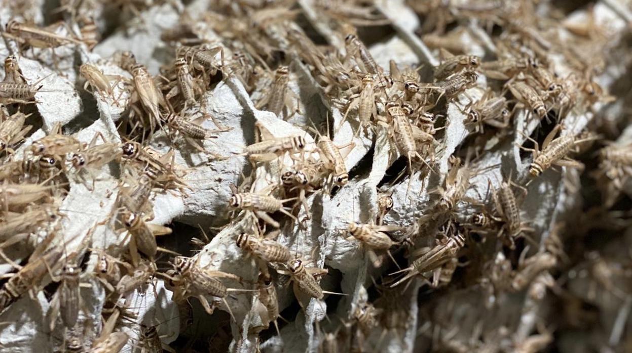 «Origen Farms»: harina de grillo «made in» La Roda