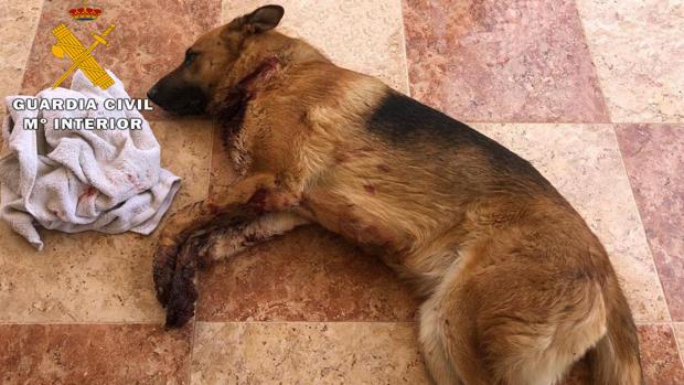 Detienen a tres personas que extorsionaron a un joven causando graves daños a su perro en Caudete