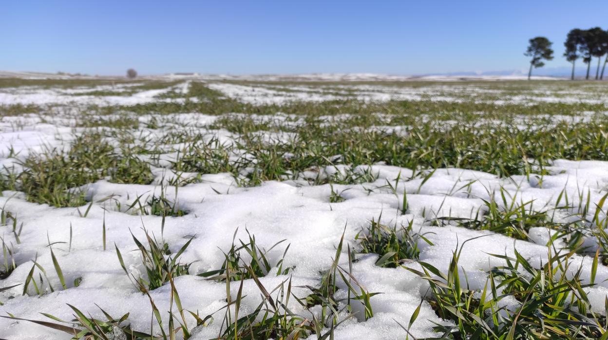 Parcela sembrada con cereal cubierta de nieve en la provincia de Segovia