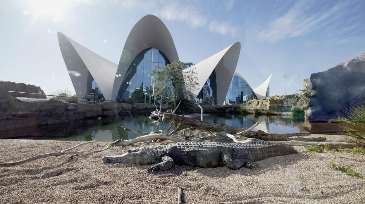 Un gran reptil en el Oceanogràfic de Valencia