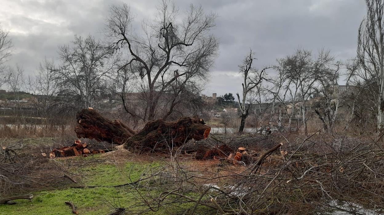 Estado en el que quedó el árbol centenario tras la tala