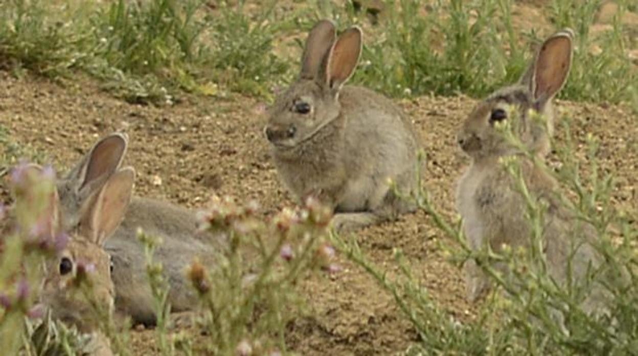 La proliferación de conejos se arrastra desde hace varios años