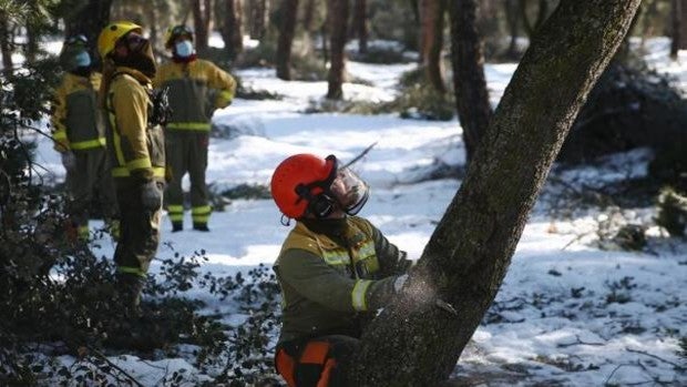 «Filomena» dañó más de 8.000 hectáreas, la mayoría de olivar y ubicadas en Toledo