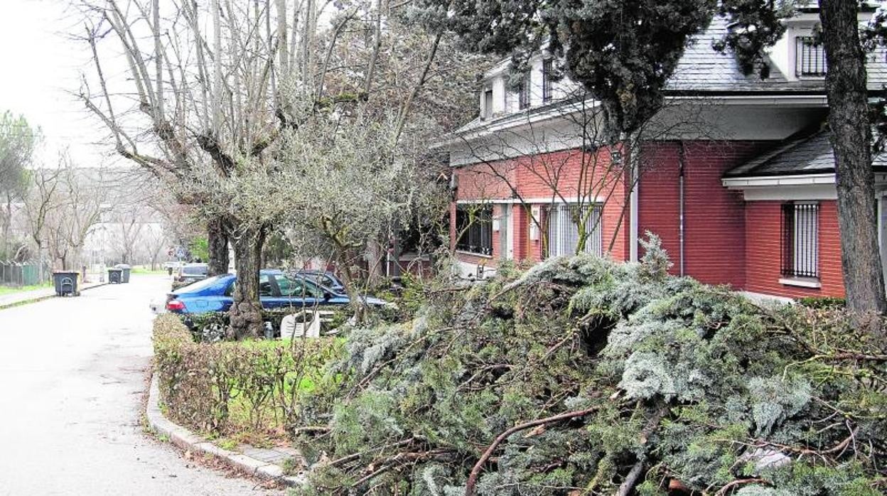 Las ramas acumuladas, ayer, en una calle de El Pardo