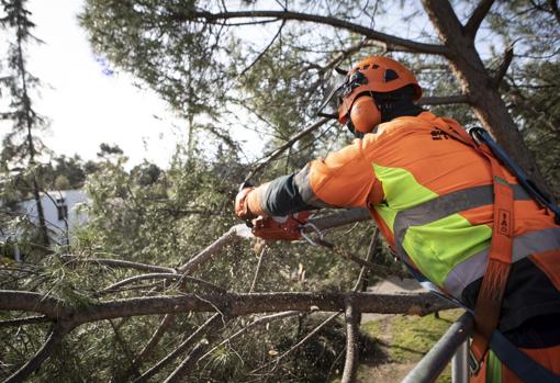 Miguel Ángel, operario municipal, poda un árbol