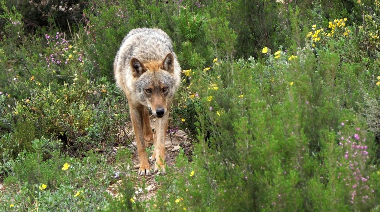 Ejemplar de lobo ibérico