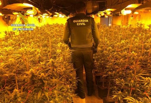 La Guardia Civil desmantela en Illana una plantación de marihuana «indoor» con más de 1.600 plantas