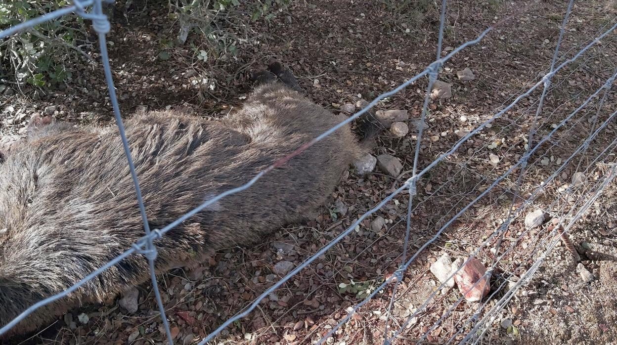 Jabalí cazado de manera furtiva en una finca cinegética privada de Segovia