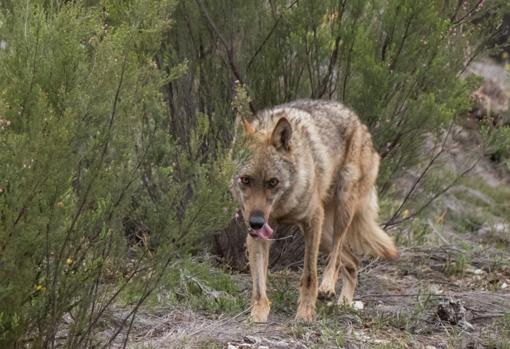 El otro rastro del lobo: siete ataques y al menos diez reses muertas al día