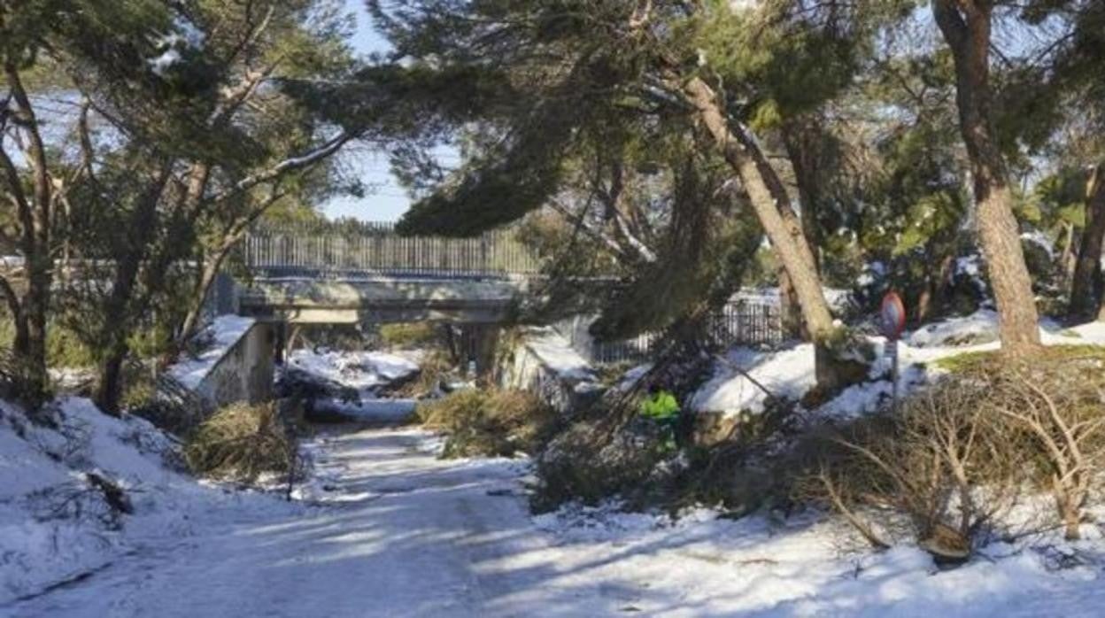 «Filomena» arrasó con gran parte del arbolado de la ciudad de Toledo