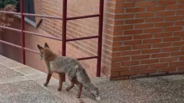 La imagen de un zorro paseando por Valladolid capital