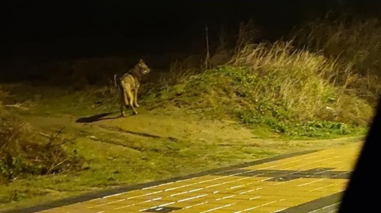 Ejemplar de lobo fotografiado en las inmediaciones de Arroyo de la Encomienda (Valladolid), según Asaja