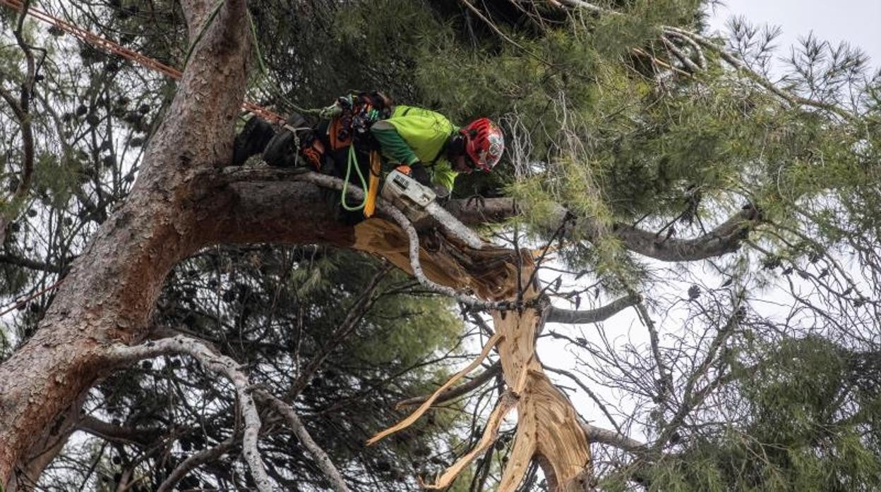 El Retiro reabrirá el entorno del Estanque Grande el 22 de febrero y todo el parque a final de marzo