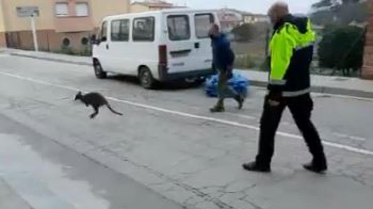 Policías y vecinos, a la caza de una cría de canguro aparecida misteriosamente en un pueblo de Gerona