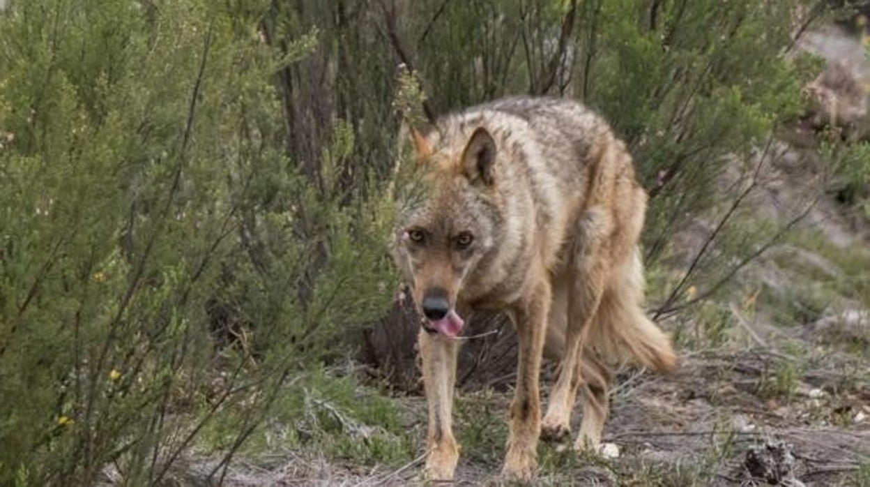 Un lobo en una imagen de archivo