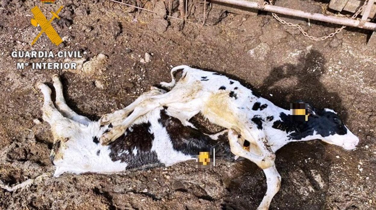 Investigado un ganadero de Ávila después de aparecer en su explotación 22 vacas muertas