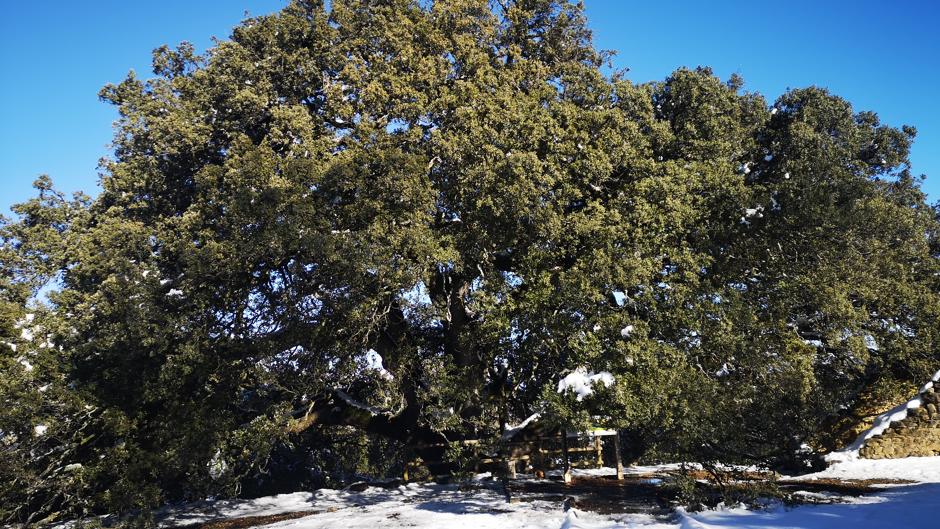 La carrasca milenaria de Lecina: el monumental árbol español que compite por ser el más votado de Europa