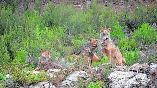 El Parlamento insta a «paralizar» el veto a la caza del lobo